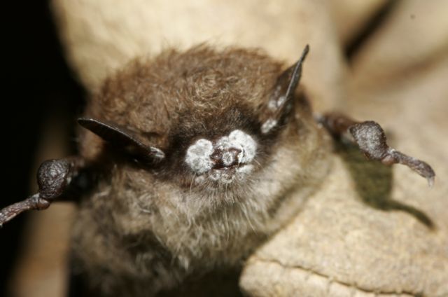 Φονική μούχλα αποδεκατίζει τις νυχτερίδες της Αμερικής